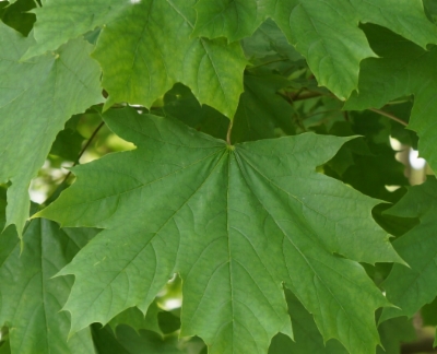 Acer_platanoides_&width=400&height=500