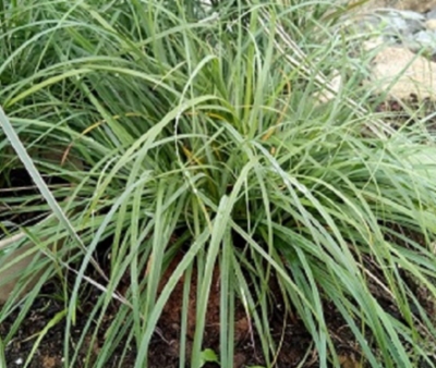 Carexflacca.jpeg&width=400&height=500