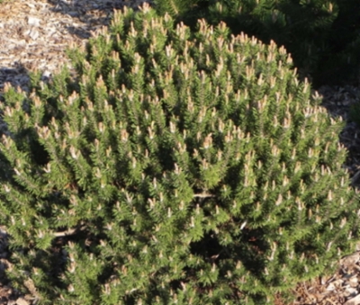 Pinusmugokissen&width=400&height=500