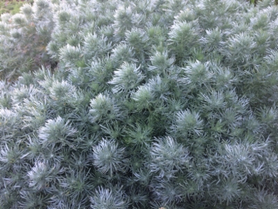 Artemisia-schmidtiana.jpg&width=400&height=500