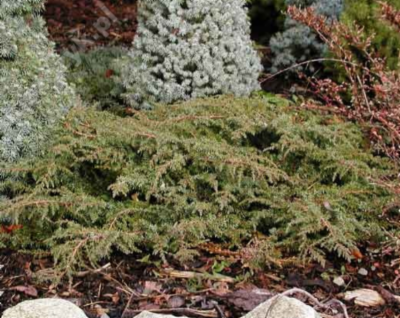 Juniperus_communis_Green_Carpet_&width=400&height=500