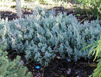 Juniperus_horizontalis_Blue_Chip&width=400&height=500