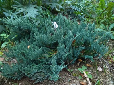 Juniperus_horizontalis_Glauca&width=400&height=500