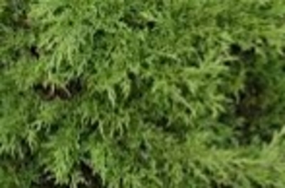 Juniperus_sabina_&width=400&height=500
