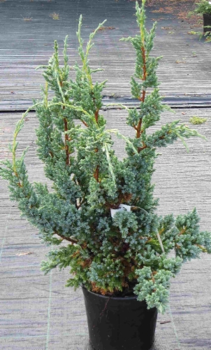 Juniperus_squamata_Blue_Compact&width=400&height=500