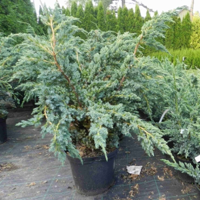 Juniperus_squamata_Meyeri&width=400&height=500