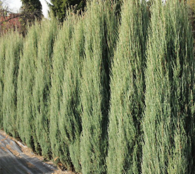 Juniperus_virginiana_Blue_Arrow&width=400&height=500