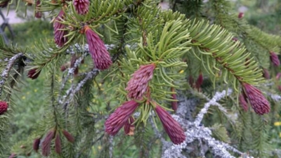 Picea_abies_Kausala_Red_3&width=400&height=500