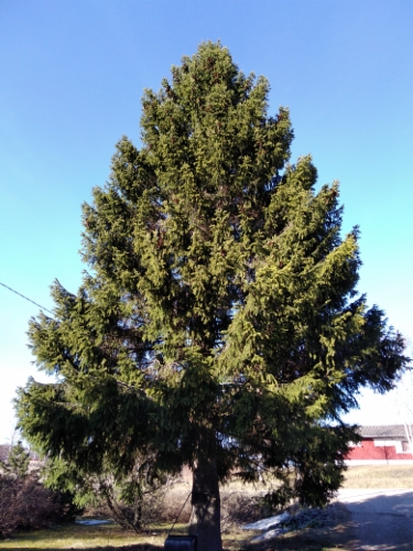 Picea_abies_pyramidata&width=400&height=500